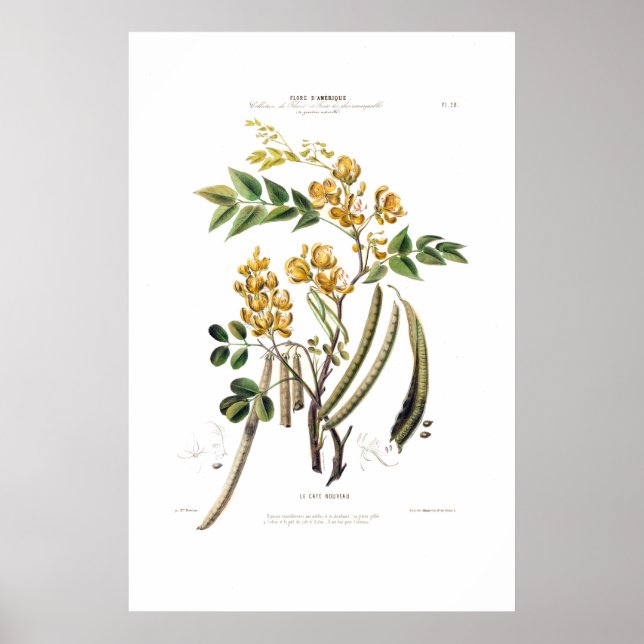 Le Café Nouveau Yellow Floral Botanical America Poster (Vorne)