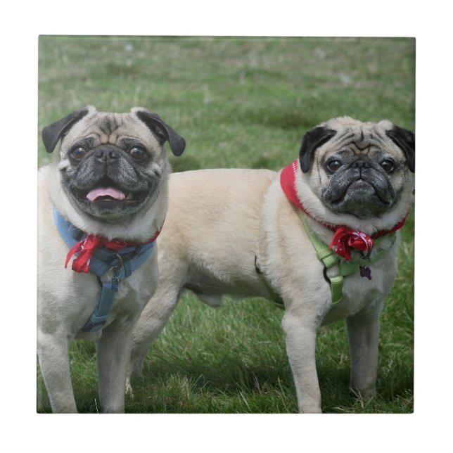 Le carlin poursuit le carreau de céramique (Devant)