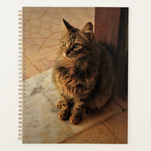 Le Carnet paisible de Kitty