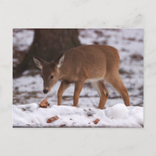 Le cerf dans la carte postale de neige