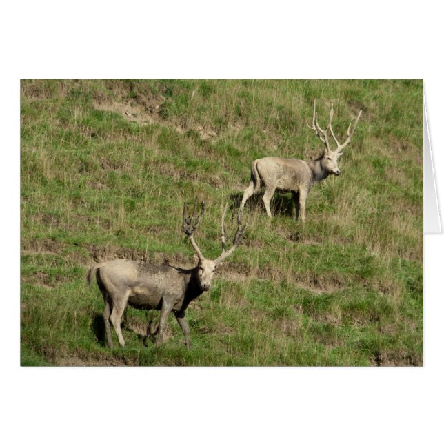 Le cerf du Père David (Devant horizontal)