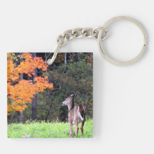 Le cerf sur le terrain