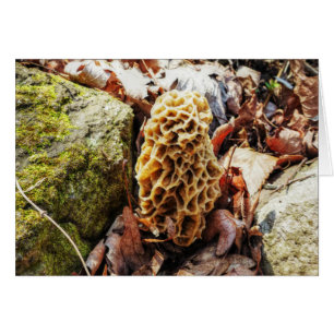 Le champignon Morel dans la nature