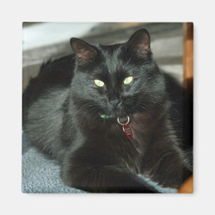 Le Chat Noir Jouit Du Soleil Magnet