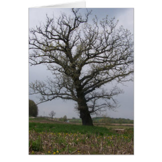 Le chêne énorme et vieux sur 22