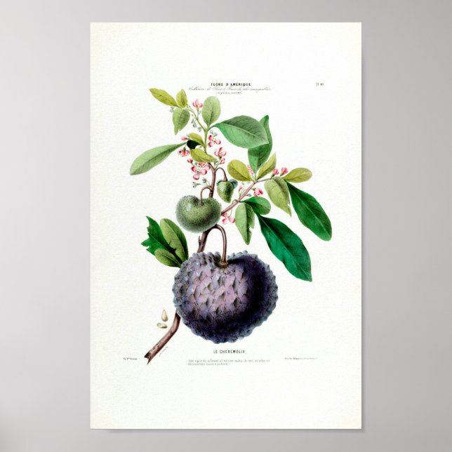 Le Cheremolia Tropical Fruit Pflanze Amerique Bota Poster (Vorne)