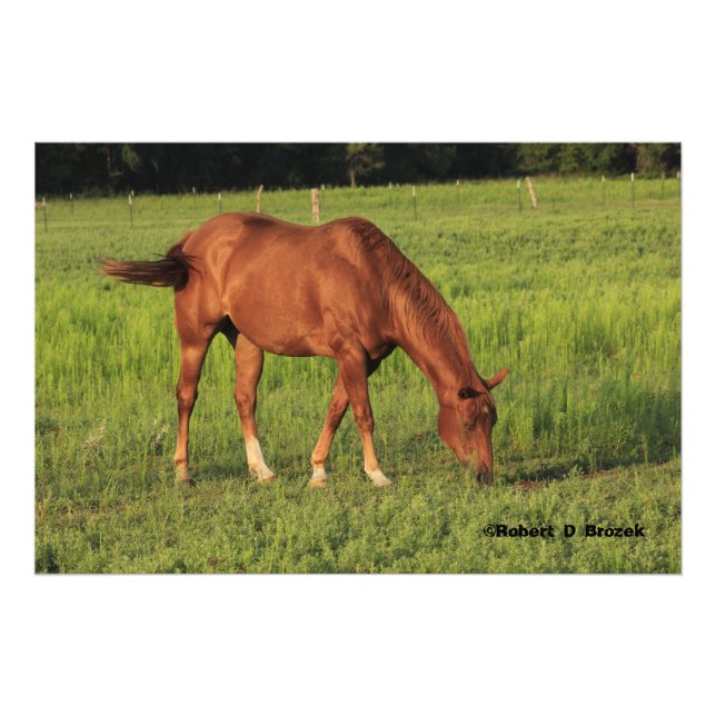 Le Cheval Rouge du Kansas dans un pâturage Photo a (Devant)