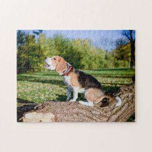 Le chien Beagle hurle sur un puzzle