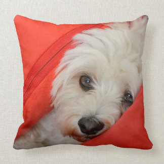 Le chien de Havaneser blanc est sur des oreillers 