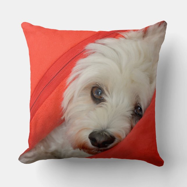Le chien de Havaneser blanc est sur des oreillers  (Recto)