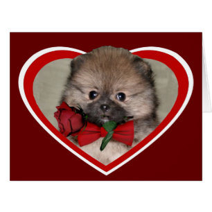 Le chiot pomeranian de Valentine