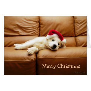 Le chiot porte un casquette de Noël et le mensonge