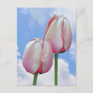 Le ciel bleu de tulipes roses opacifie la carte
