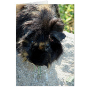 Le cochon de Guinée sur le rocher