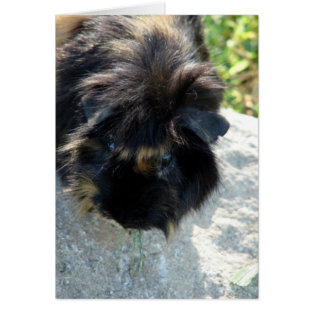 Le cochon de Guinée sur le rocher (Devant)