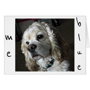 LE COCKER SPANIEL EST "BLEU" SANS "VOUS"