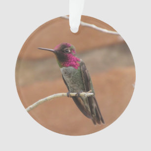 Le colibri d'Anna