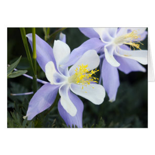 Le Colorado Columbines