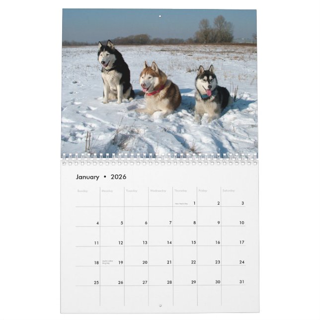 Le costaud sibérien poursuit le calendrier mural (Jan 2026)