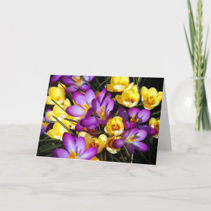 Le crocus pourpre et jaune fleurit la carte de