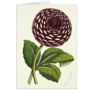 Le cru fleurit le dahlia par Louis Benoit van