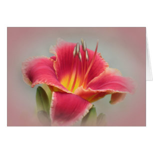 Le Daylily rougissent