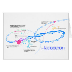 Le diagramme d'Operon de laque