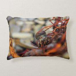 Le double a dégrossi coussin de bernard l'ermite