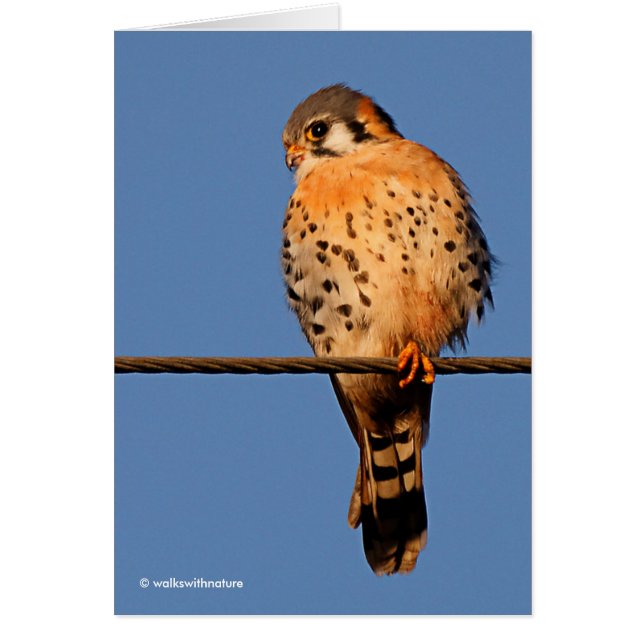 Le faucon kestrel américain sur fil (Devant)