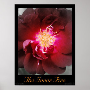 Le feu intérieur - affiche de photographie de rose