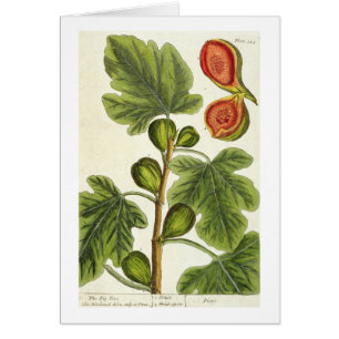 Le figuier, plaquent 125 "d'un de fines herbes