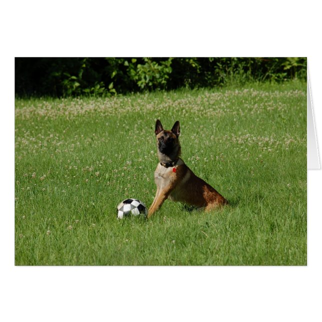 Le football Malinois (Devant horizontal)