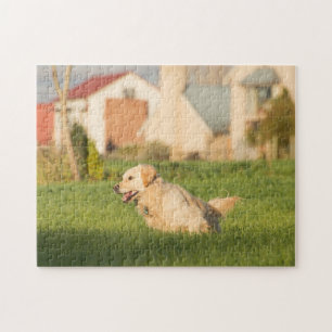 Le gabarit de golden retriever a vu le puzzle