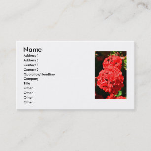 Le géranium rouge fleurit le carte de visite