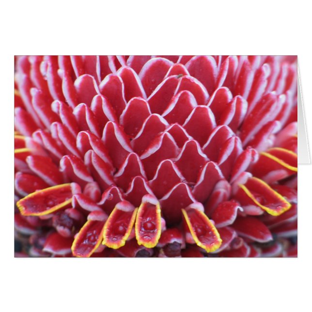 Le gingembre de flamme des rois (Devant horizontal)