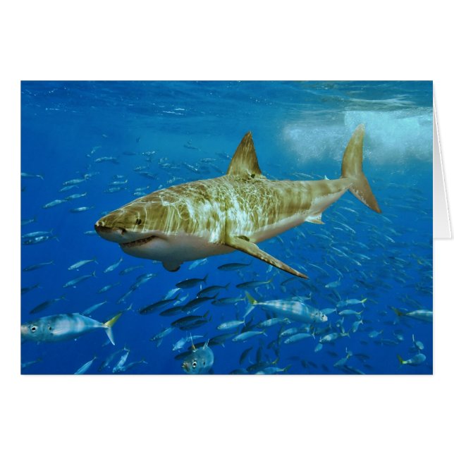 Le grand requin blanc Carcharodon Carcharias (Devant horizontal)