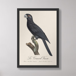 Le Grand Vaza / Greater Vasa Parrot Fotodruck