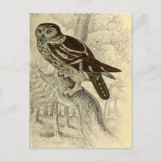 Le hibou de Tengmalm : Carte postale vintage de