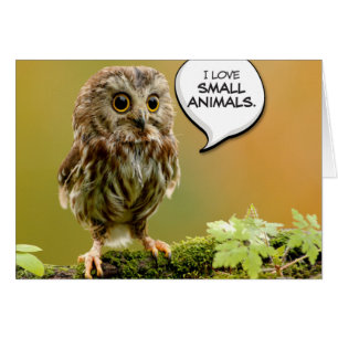 "Le hibou dur de bébé" nous a laissés faire le