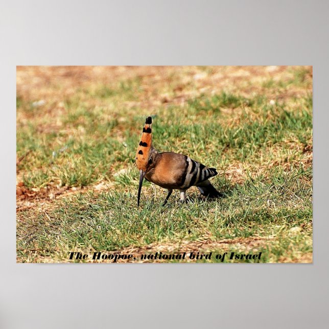 Le Hoopoe, oiseau national d'Israël, affiche photo (Devant)