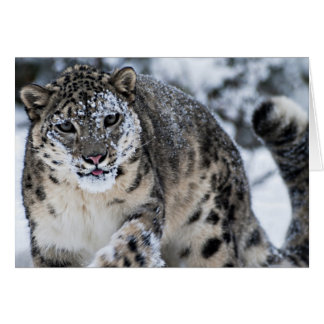Le léopard des neiges sur le rôti