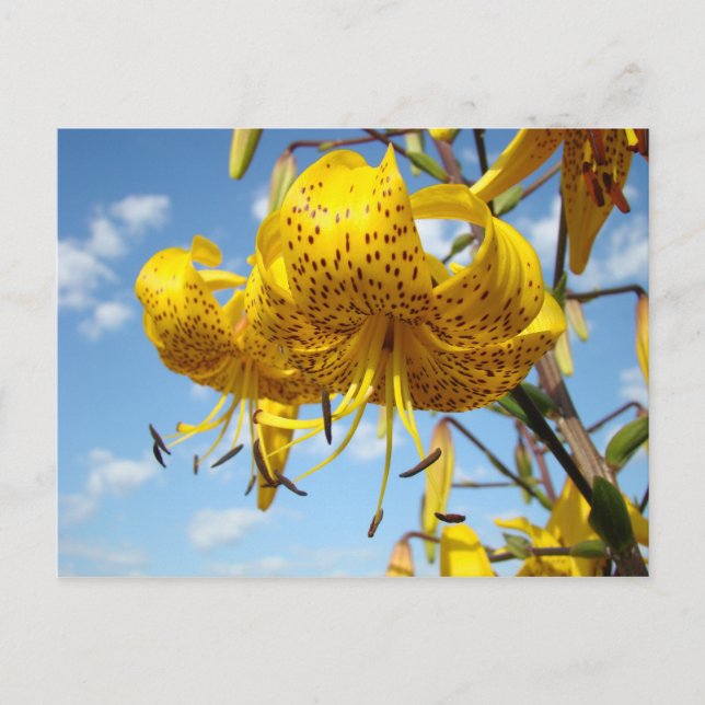 Le lis tigré jaune de cartes postales d'été (Devant)