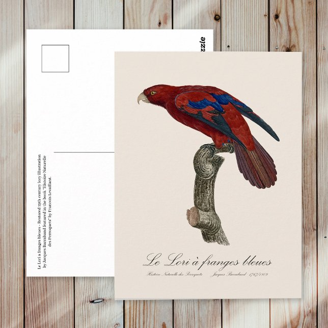 Le Lori a franges bleues Postkarte (Long-Tailed Red Lory, Trichoglossus borneus. Postcard)