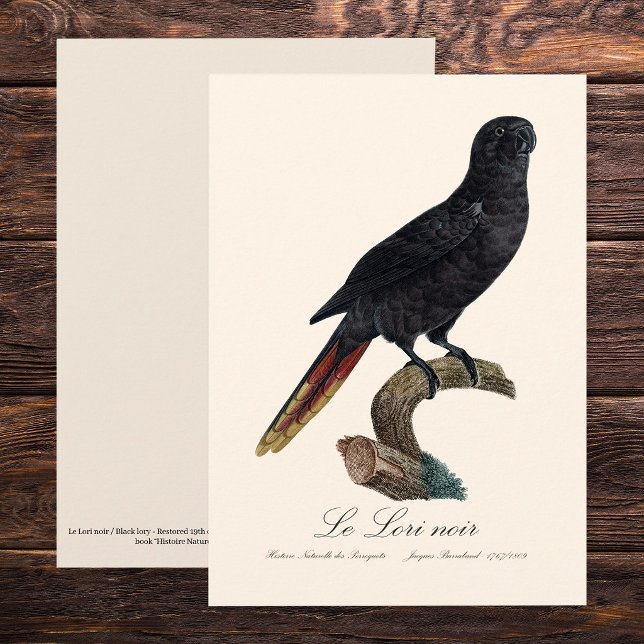 Le Lori noir / Black Lory Dankeskarte (Black Lory or Red-Quilled Lory, Chalcopsitta atra. Thank You Card)