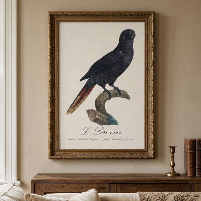 Le Lori noir / Black Lory Fotodruck (Black Lory or Red-Quilled Lory, Chalcopsitta atra. Photo Print)