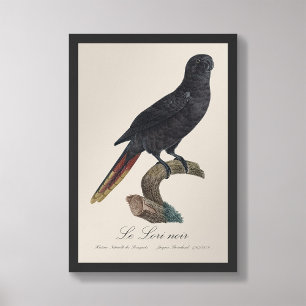 Le Lori noir / Black Lory Fotodruck