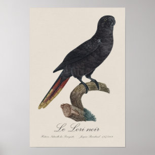 Le Lori noir / Black Lory Poster