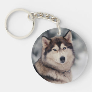 Le magnifique Husky en plein air