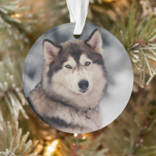 Le magnifique Husky en plein air