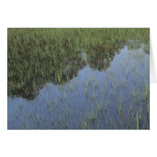 Le miroir de la nature